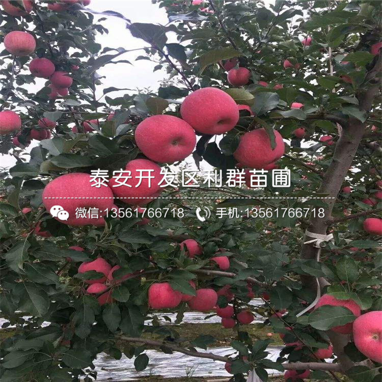 雞心蘋果苗、雞心蘋果苗多少錢一棵
