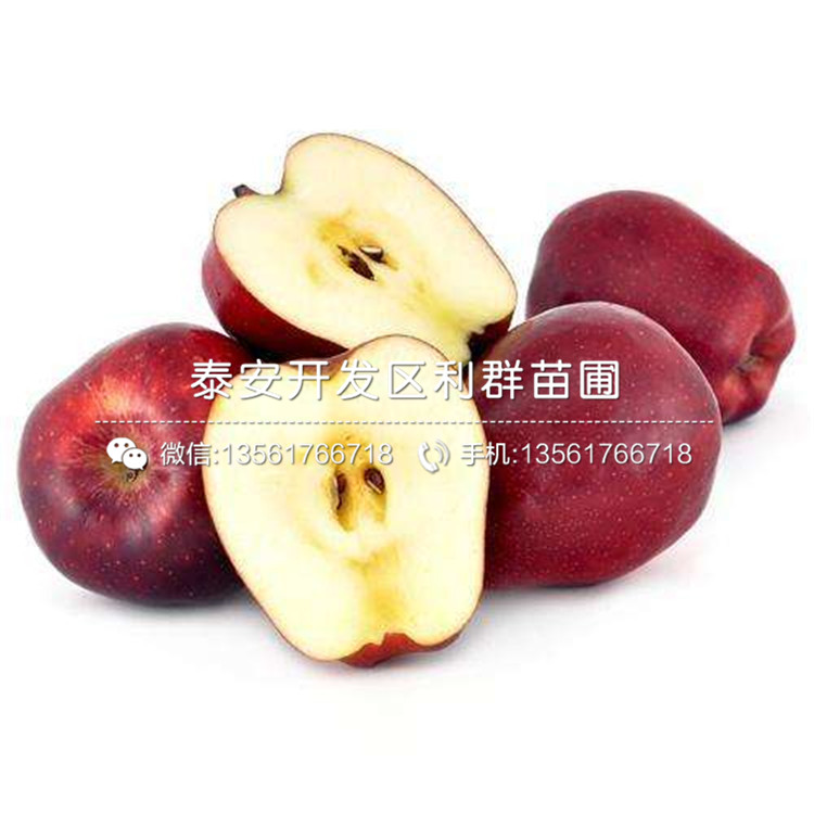 矮化柱狀蘋果樹苗價格、矮化柱狀蘋果樹苗多少錢一棵