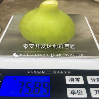 山東紫色波爾多無(wú)花果苗、山東紫色波爾多無(wú)花果苗出售