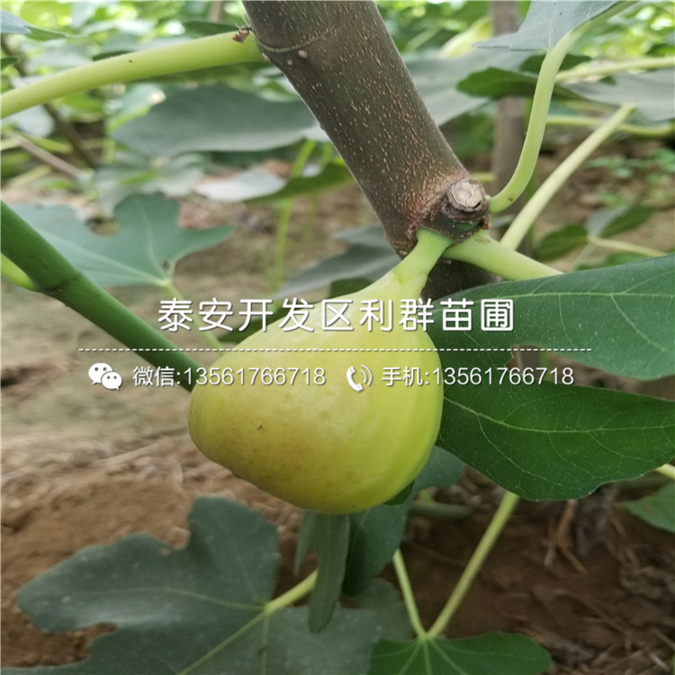 无花果树苗价格、2020年无花果树苗价格