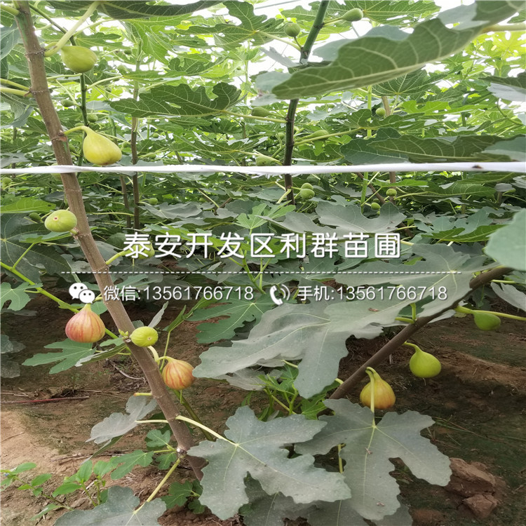 2019年美利亞無花果樹苗價格、美利亞無花果樹苗多少錢一棵