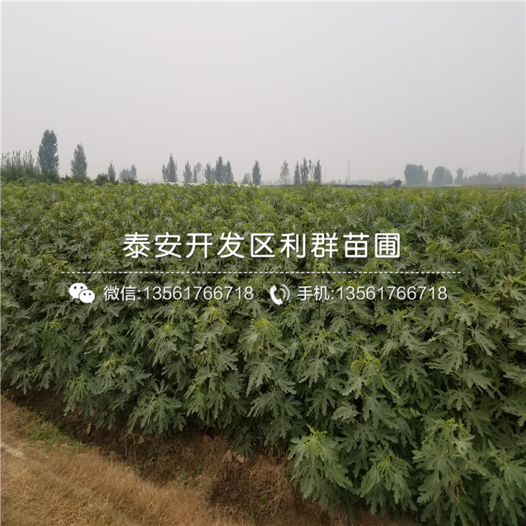 中農(nóng)紅無花果樹苗哪里有賣、中農(nóng)紅無花果樹苗多少錢一棵