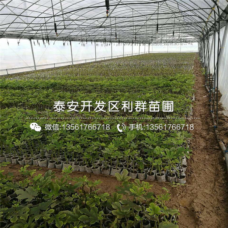 布兰瑞克无花果树苗批发、布兰瑞克无花果树苗多少钱一棵