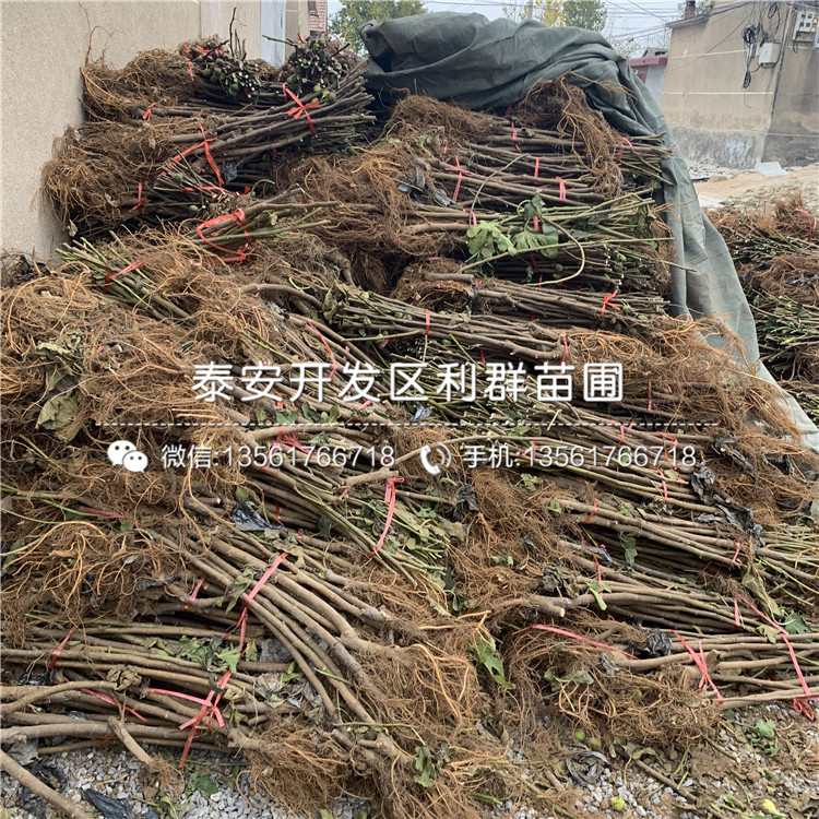 1公分無花果苗、1公分無花果苗價格
