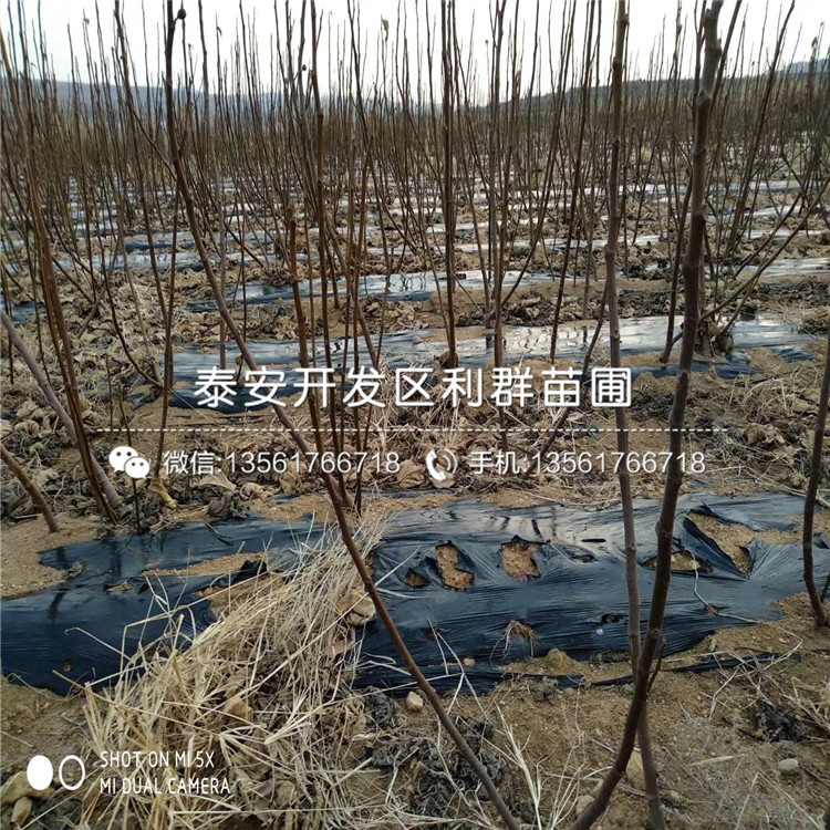 出售批发无花果苗、批发无花果苗基地