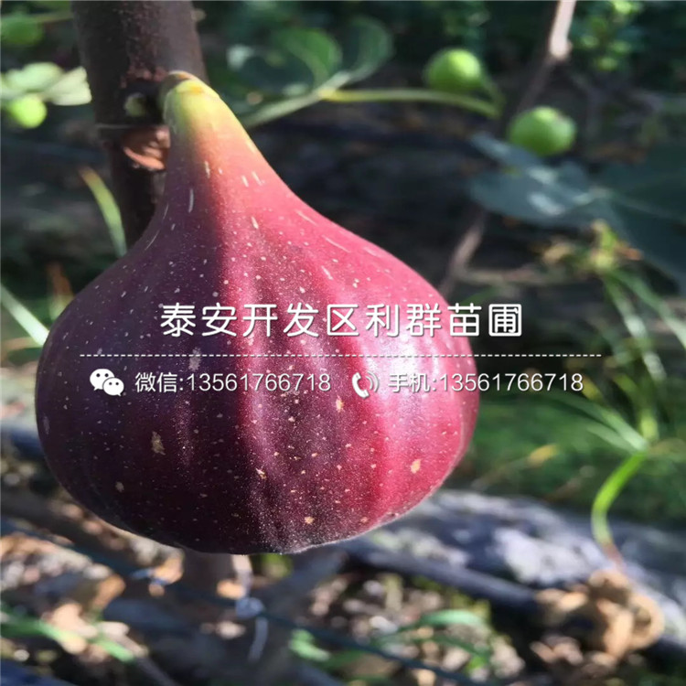 无花果苗出售、无花果苗多少钱一棵