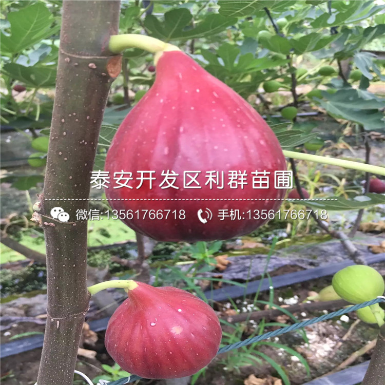 黃心無花果樹苗、黃心無花果樹苗報價及價格