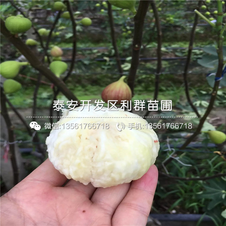 中農(nóng)紅無花果樹苗哪里有賣、中農(nóng)紅無花果樹苗多少錢一棵