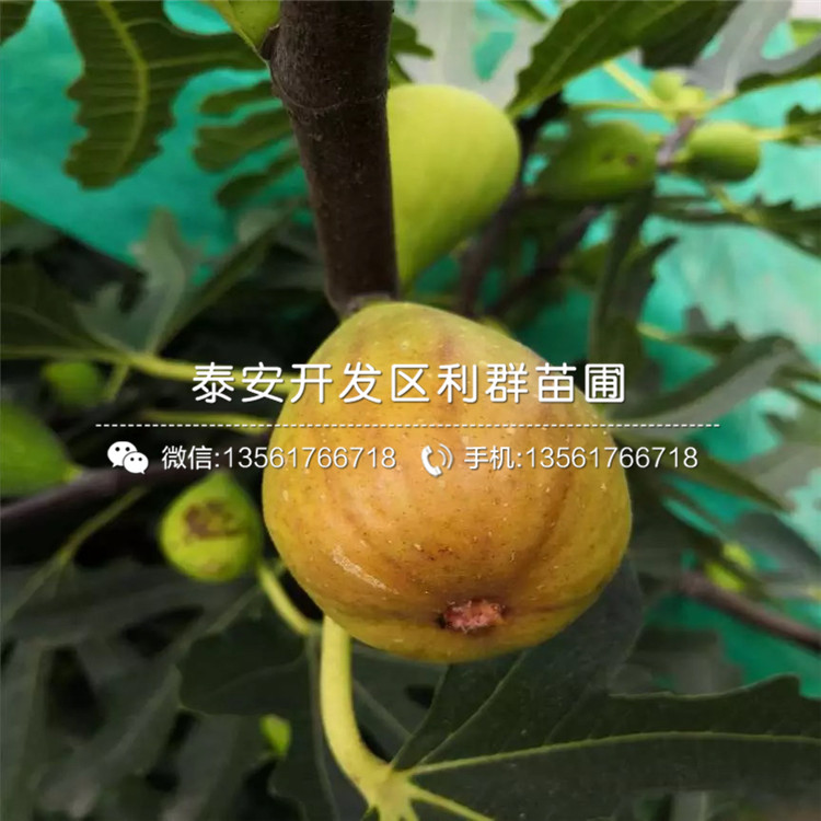 青皮无花果苗、青皮无花果苗多少钱一棵