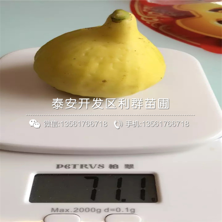 2公分無花果樹苗批發(fā)基地、2公分無花果樹苗報價及價格