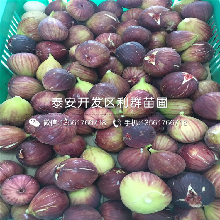 出售無花果樹苗基地、出售無花果樹苗什么價格