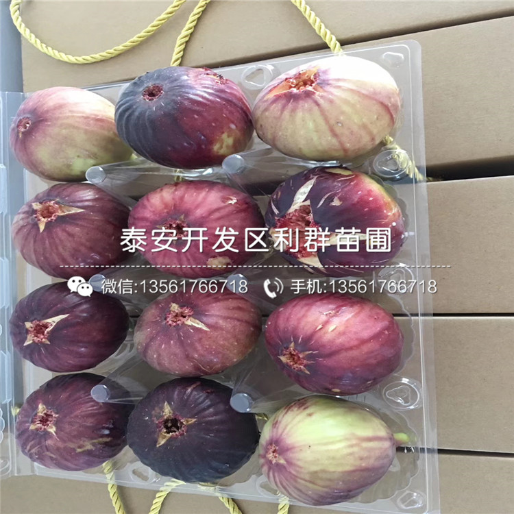 布蘭瑞克無花果苗多少錢、布蘭瑞克無花果苗多少錢一棵