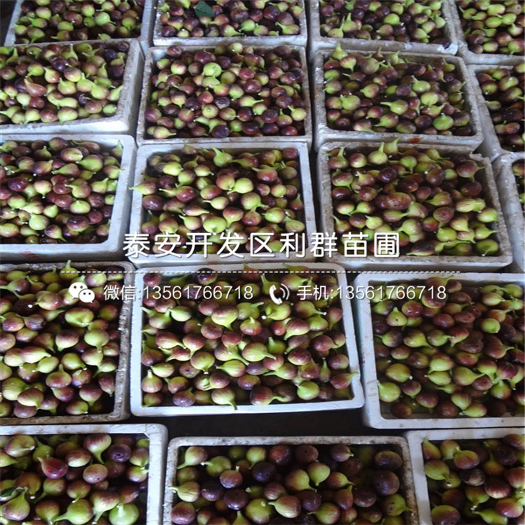新品種砂糖無(wú)花果樹(shù)苗、砂糖無(wú)花果樹(shù)苗多少錢一棵