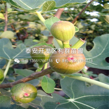 2019年早黄无花果苗价格、早黄无花果苗多少钱一棵