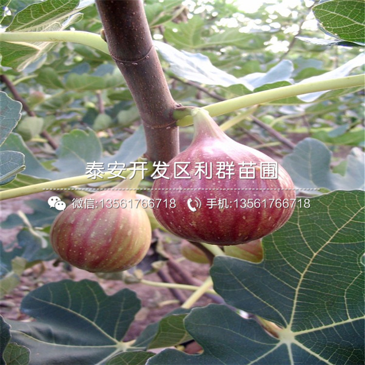 日本紫果無花果苗、日本紫果無花果苗品種