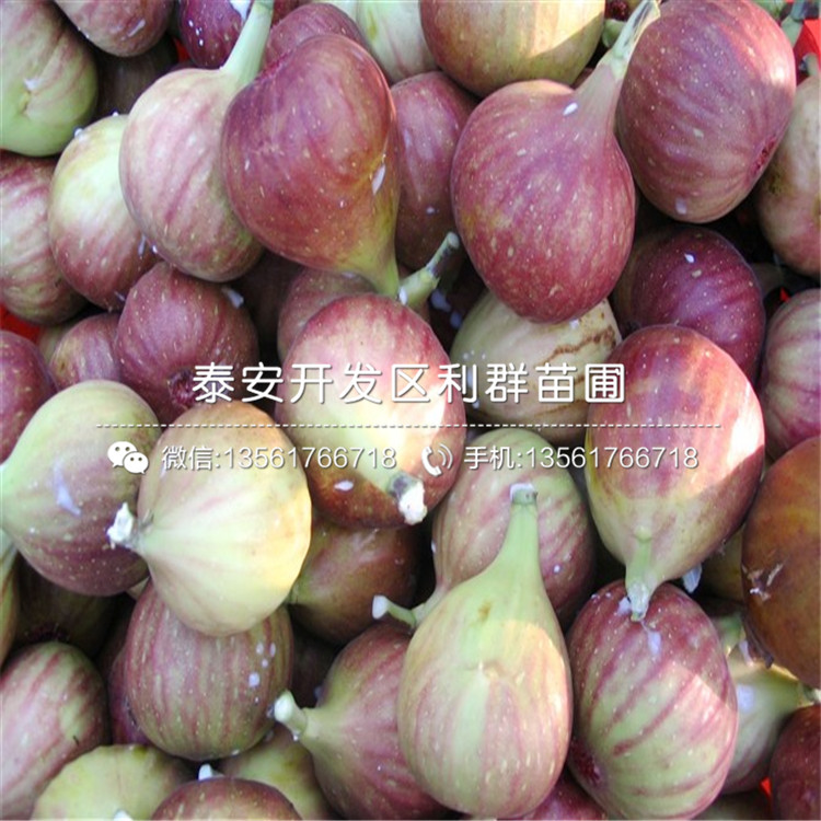 美利亞無花果苗、美利亞無花果苗品種