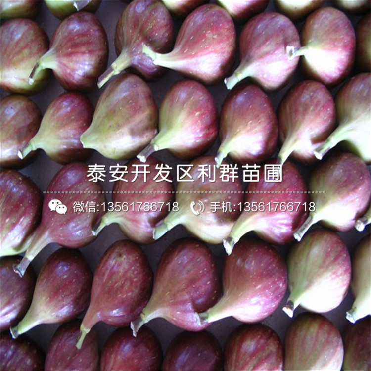 布蘭瑞克無花果苗多少錢、布蘭瑞克無花果苗多少錢一棵