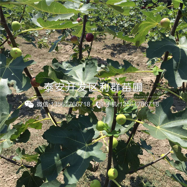 泰安青皮无花果苗、泰安青皮无花果苗价格