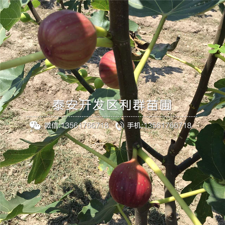 青皮无花果树苗基地、青皮无花果树苗报价及价格