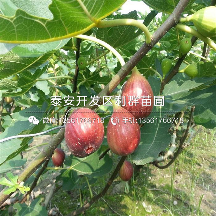2020年中農矮生無花果苗價格、中農矮生無花果苗多少錢一棵