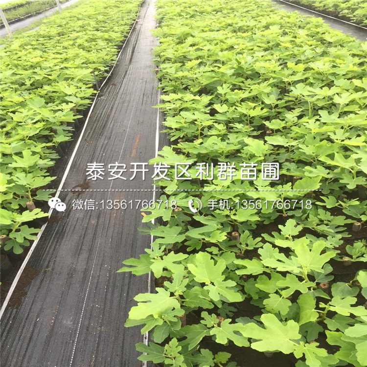 3公分無花果苗出售、3公分無花果苗價格及報價