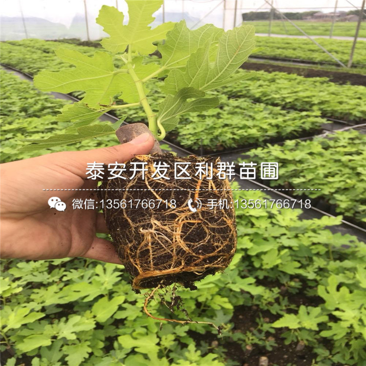 斯特拉无花果树苗、斯特拉无花果树苗批发