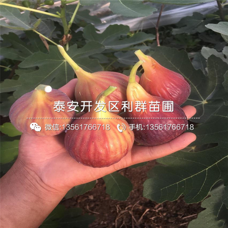 新疆早黃無花果樹苗多少錢一棵、2020年新疆早黃無花果樹苗價格