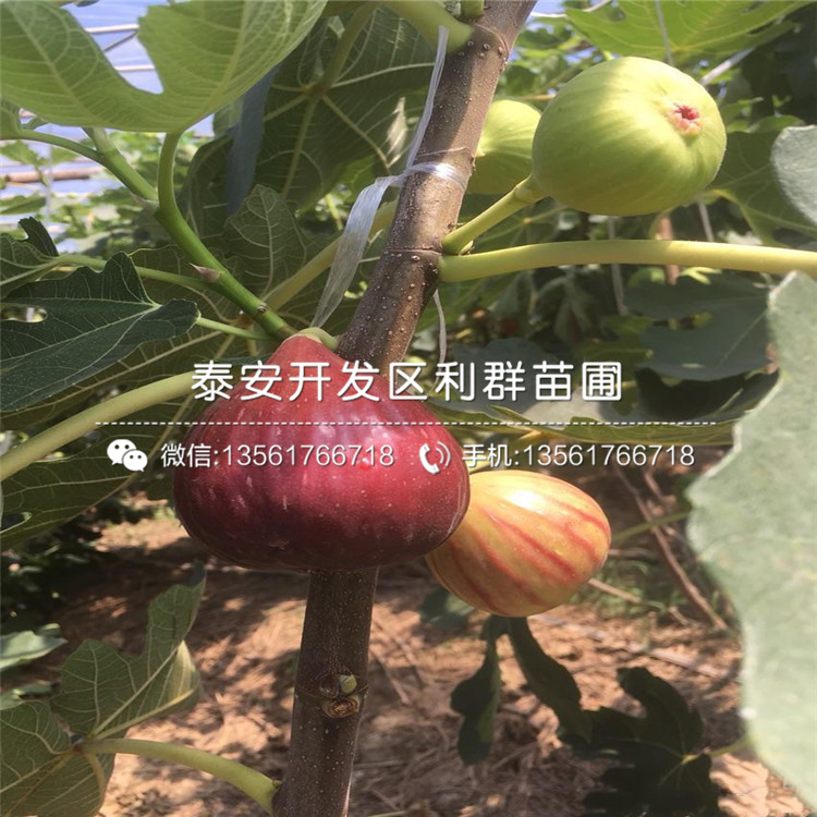 我想買批發(fā)無花果苗、批發(fā)無花果苗價格多少