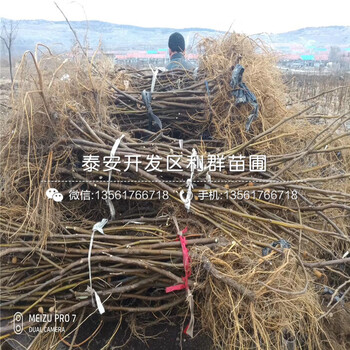 泰安2020年無花果樹苗、泰安2020年無花果樹苗價格及報價