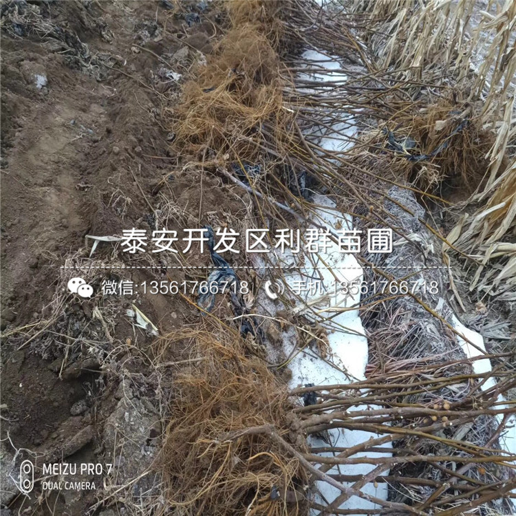 哪里有卖青皮无花果苗的、青皮无花果苗多少钱一棵