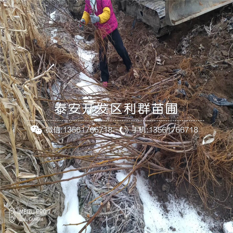 砂糖無(wú)花果苗哪里有賣、砂糖無(wú)花果苗多少錢一棵
