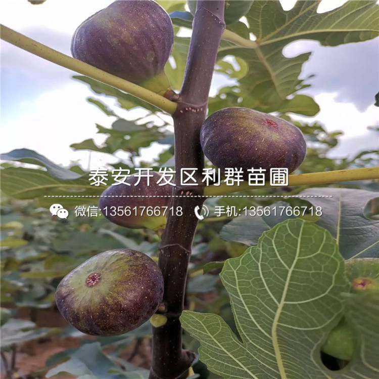 中農(nóng)紅無(wú)花果樹(shù)苗、中農(nóng)紅無(wú)花果樹(shù)苗報(bào)價(jià)