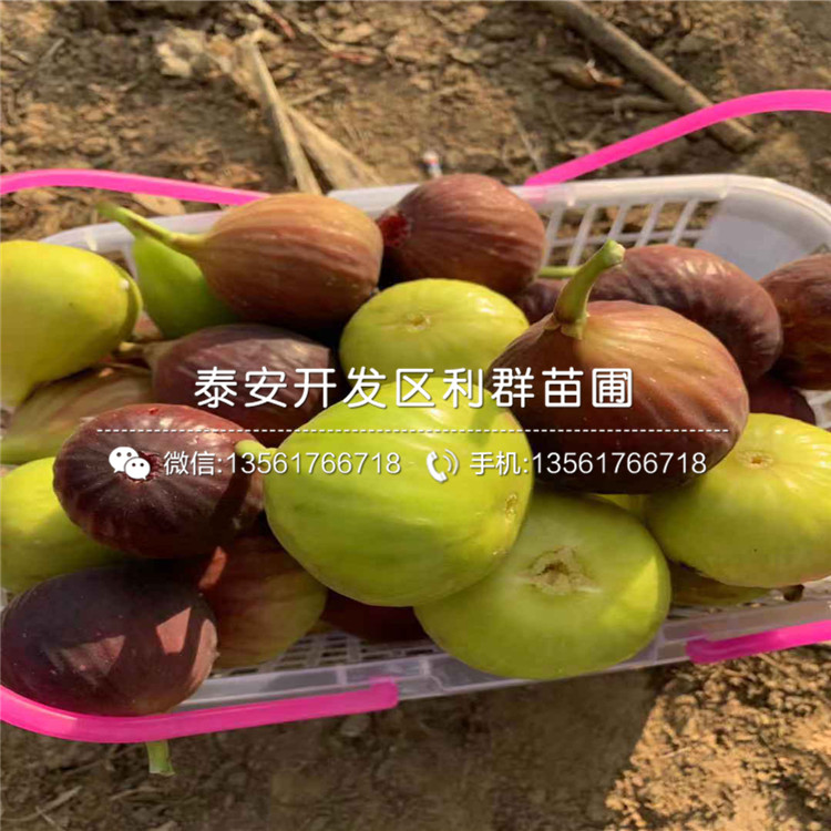哪里有賣斯特拉無花果苗的、斯特拉無花果苗多少錢一棵