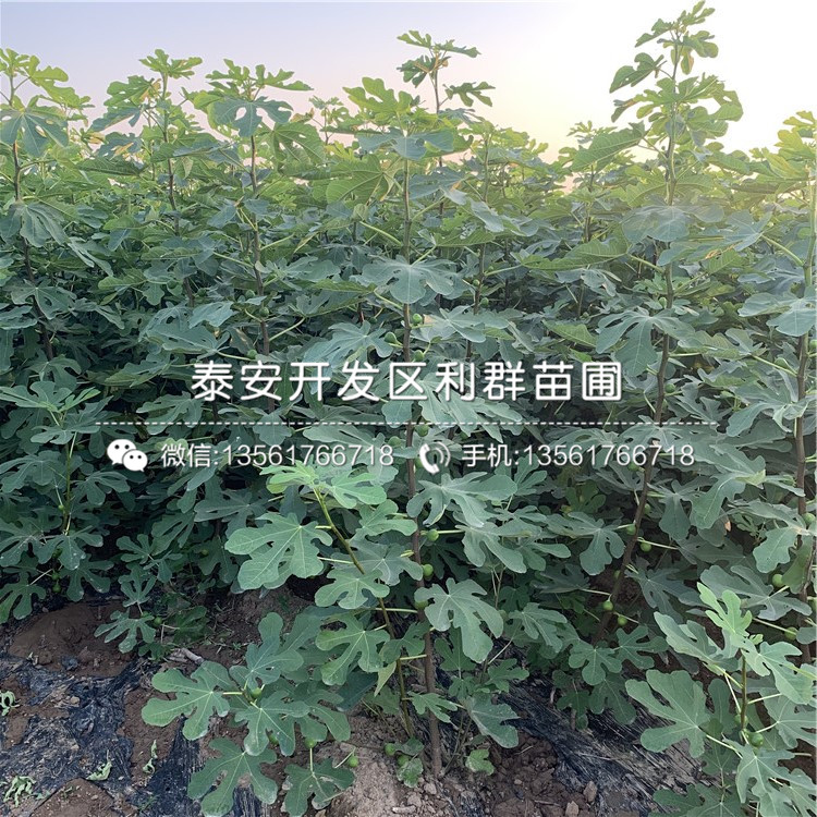 无花果苗、无花果苗价格及报价