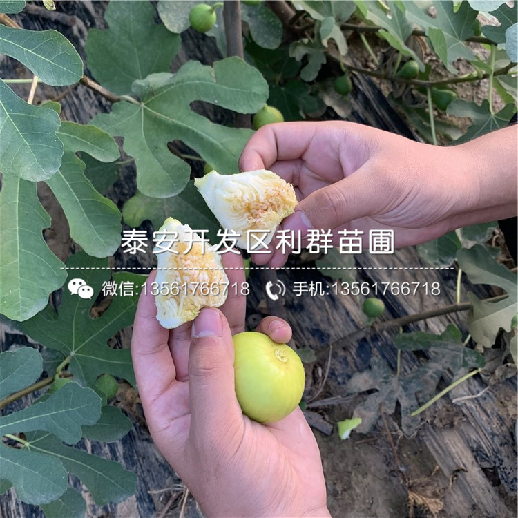 波姬紅無花果樹苗報(bào)價(jià)、2020年波姬紅無花果樹苗多少錢一棵