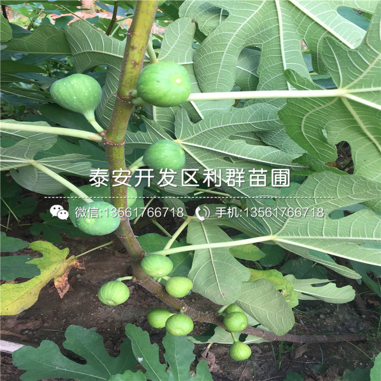 无花果苗出售、无花果苗多少钱一棵