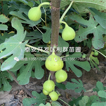 斯特拉無花果苗