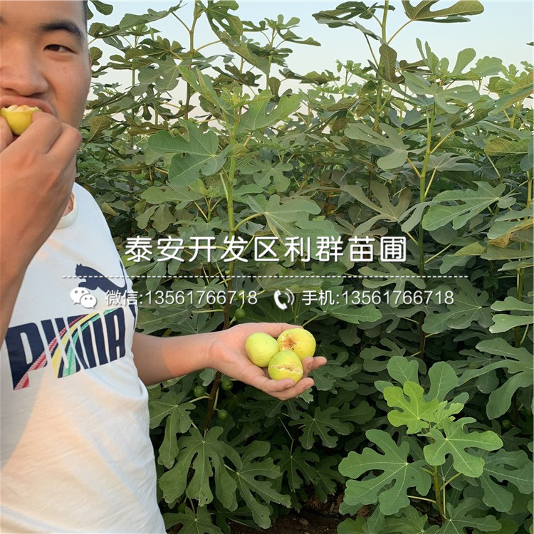 斯特拉無花果樹苗、斯特拉無花果樹苗價位