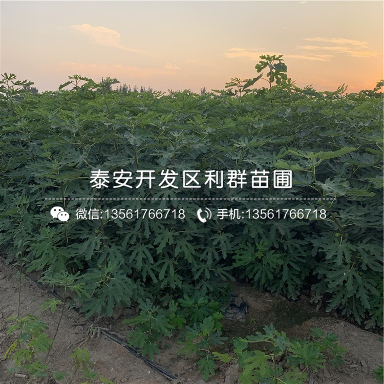 新疆早黃無花果樹苗多少錢一棵、2020年新疆早黃無花果樹苗價格