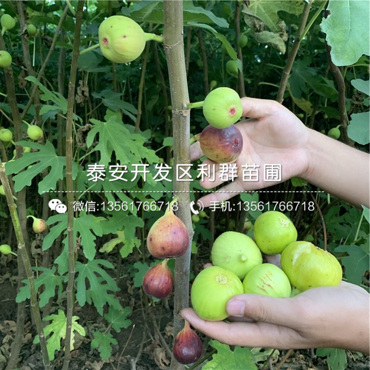 我想買批發(fā)無花果苗、批發(fā)無花果苗價格多少