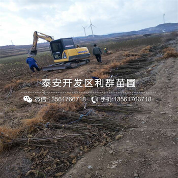 山东无花果苗、山东无花果苗基地