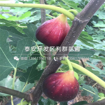 布蘭瑞克無(wú)花果苗
