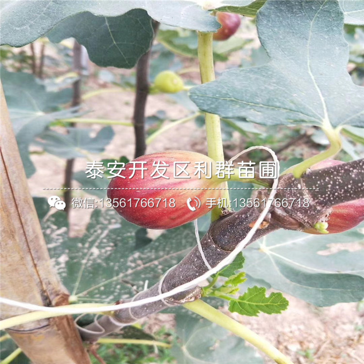 2公分無花果苗、2公分無花果苗多少錢一棵