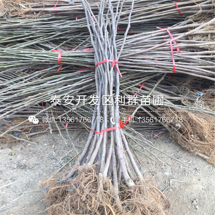 2公分無花果苗、2公分無花果苗多少錢一棵