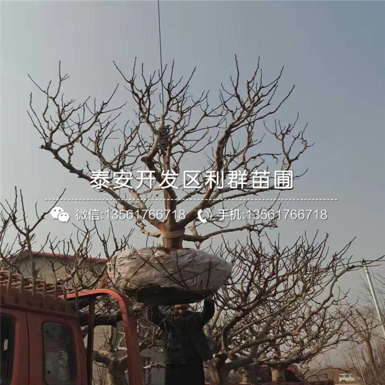 出售无花果树苗、出售无花果树苗批发价格