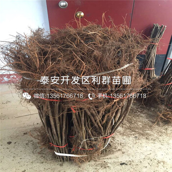 紫色波爾多無花果苗批發(fā)、紫色波爾多無花果苗價格及報價