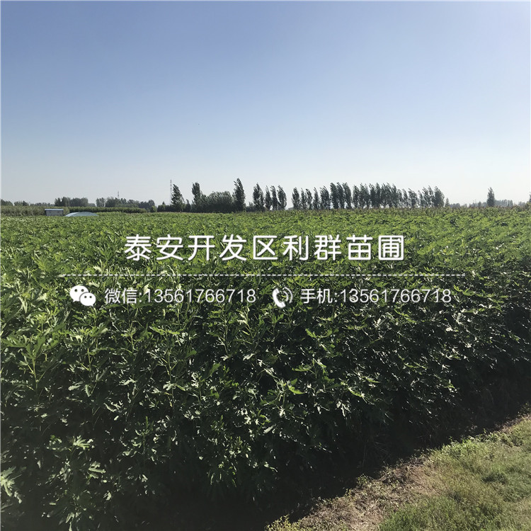 出售無花果苗、出售無花果苗多少錢