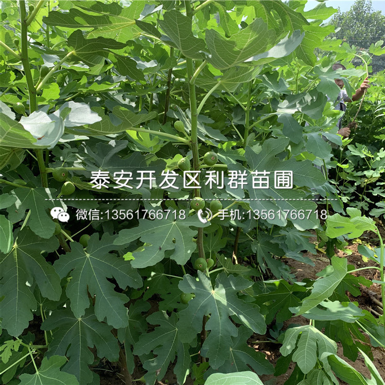 芭劳奈无花果苗、芭劳奈无花果苗批发价格