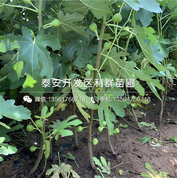 泰安青皮无花果苗、泰安青皮无花果苗价格