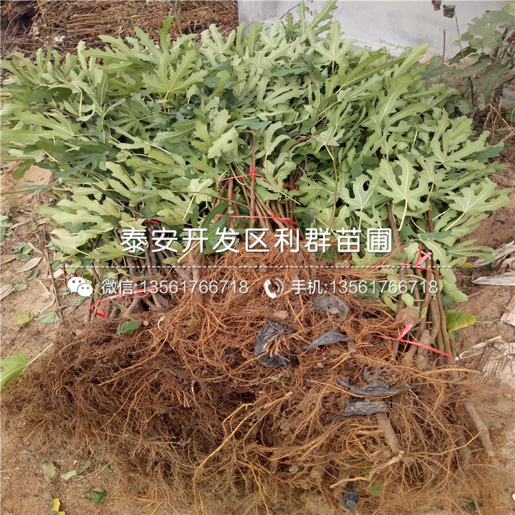 出售無花果苗、出售無花果苗多少錢